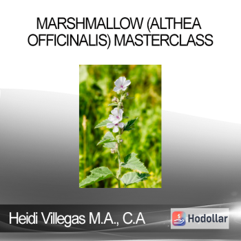 Heidi Villegas M.A. C.A - Marshmallow (Althea officinalis) Masterclass