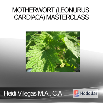 Heidi Villegas M.A. C.A - Motherwort (Leonurus cardiaca) Masterclass