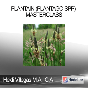 Heidi Villegas M.A. C.A - Plantain (Plantago spp.) Masterclass