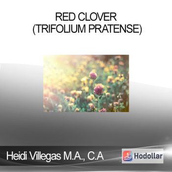 Heidi Villegas M.A. C.A - Red Clover (Trifolium pratense)