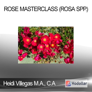 Heidi Villegas M.A. C.A - Rose Masterclass (Rosa spp.)