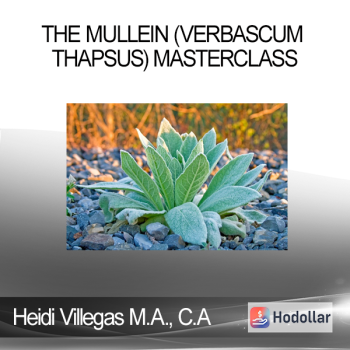 Heidi Villegas M.A. C.A - The Mullein (Verbascum thapsus) Masterclass