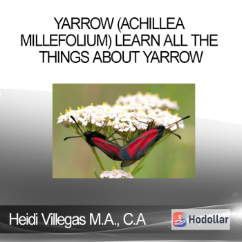 Heidi Villegas M.A. C.A - Yarrow (Achillea millefolium) Learn ALL the Things About Yarrow